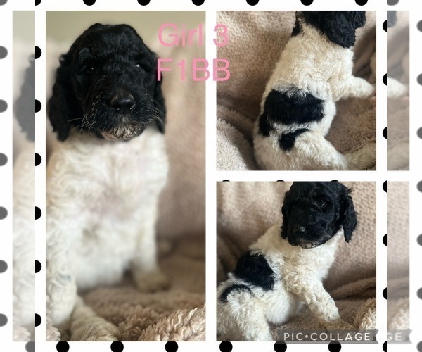Medium Photo #4 Labradoodle Puppy For Sale in MORGANFIELD, KY, USA