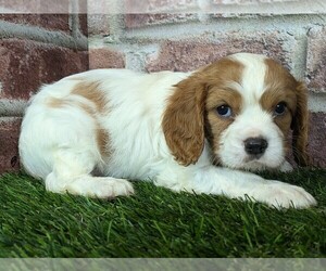 Cavalier King Charles Spaniel Puppy for sale in MOBERLY, MO, USA