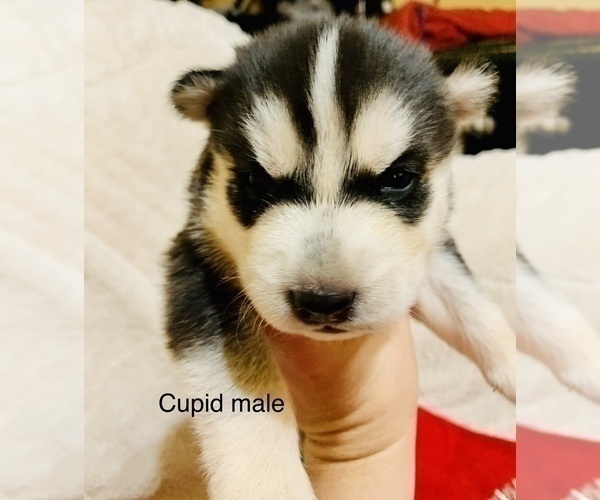 Medium Photo #15 Siberian Husky Puppy For Sale in WASHBURN, WI, USA