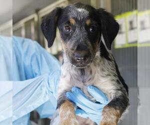 Mutt Dogs for adoption in San Antonio, TX, USA