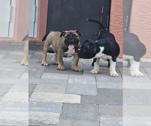 American Bully Puppy for sale in NORTH PORT, FL, USA