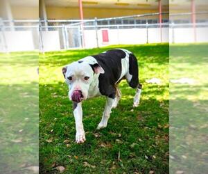 American Pit Bull Terrier-Unknown Mix Dogs for adoption in Texas City, TX, USA