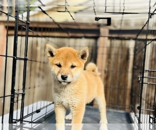 Medium Photo #57 Shiba Inu Puppy For Sale in FREMONT, CA, USA