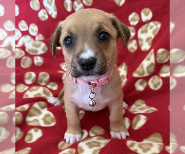 Medium Photo #4 Chihuahua-Unknown Mix Puppy For Sale in San Diego, CA, USA