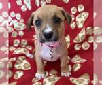 Small #3 Chihuahua Mix