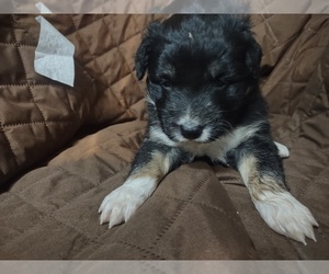 Australian Shepherd Puppy for sale in SISSONVILLE, WV, USA