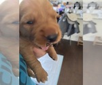 Puppy pink Golden Retriever