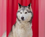 Small #1 Siberian Husky