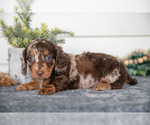 Image preview for Ad Listing. Nickname: Litter of 4