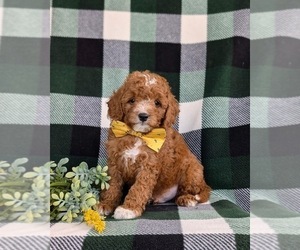 Cavapoo Puppy for sale in OXFORD, PA, USA