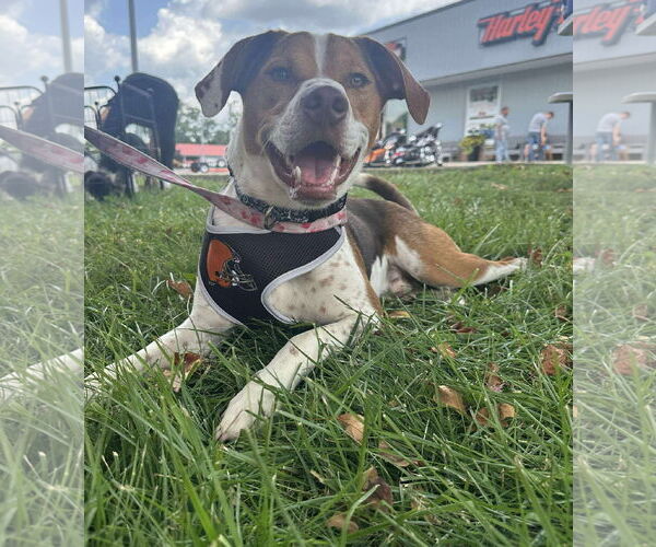 Medium Photo #10 Beagle-Unknown Mix Puppy For Sale in Germantown, OH, USA