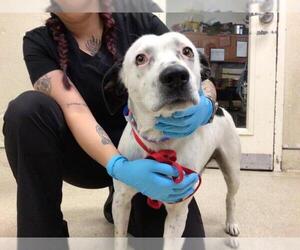 Mutt Dogs for adoption in Riverside, CA, USA