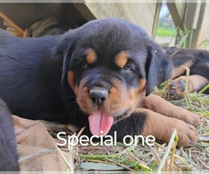 Rottweiler Dogs for adoption in FREDERICKSBURG, IN, USA