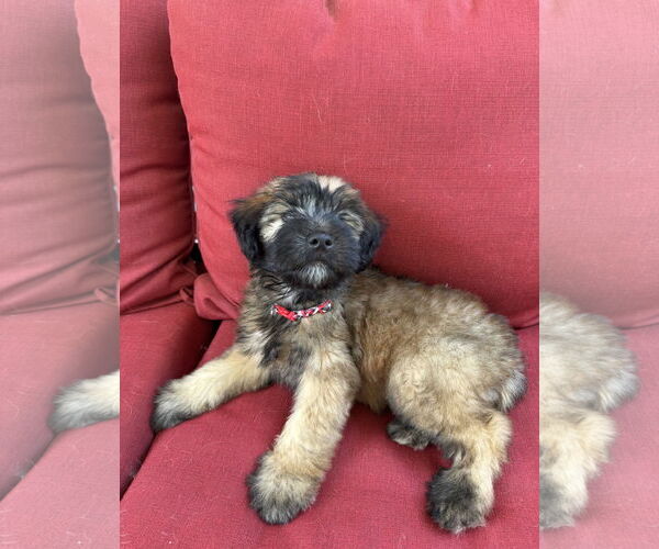 Medium Photo #3 Mutt Puppy For Sale in Wheaton, IL, USA