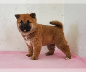 Shiba Inu Puppy for sale in CLARK, MO, USA
