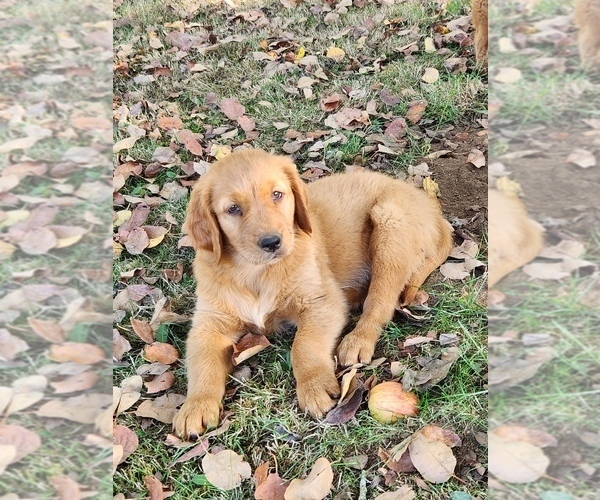 Medium Photo #7 Golden Retriever Puppy For Sale in FERNDALE, WA, USA