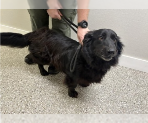 Medium Photo #3 Border Collie-Unknown Mix Puppy For Sale in Valrico, FL, USA