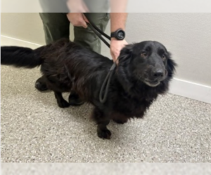 Border Collie-Unknown Mix Dogs for adoption in Valrico, FL, USA