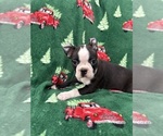Small #6 Boston Terrier