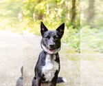 Small #1 Mutt