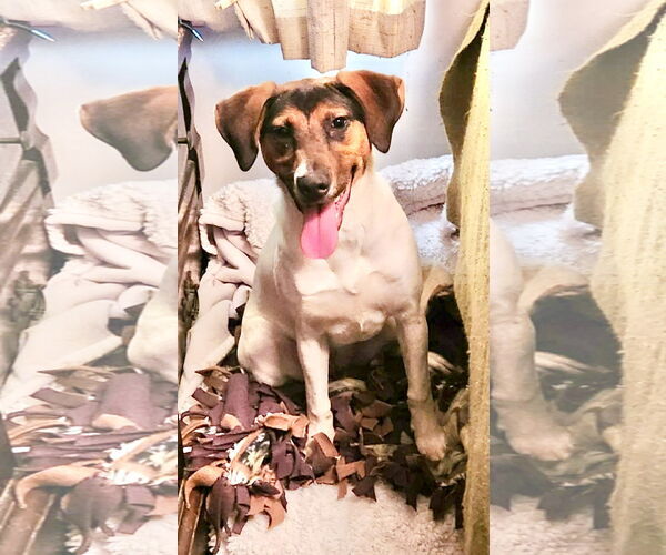 Medium Photo #1 Mutt Puppy For Sale in SHERBURNE, NY, USA