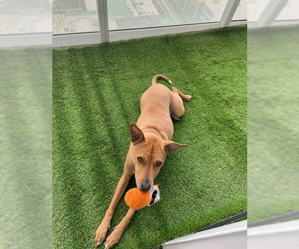 Medium Photo #1 Basenji-Unknown Mix Puppy For Sale in Miami, FL, USA
