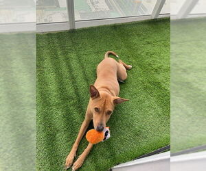 Basenji-Unknown Mix Dogs for adoption in Miami, FL, USA