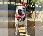 Small Photo #6 American Pit Bull Terrier-American Staffordshire Terrier Mix Puppy For Sale in Redlands, CA, USA