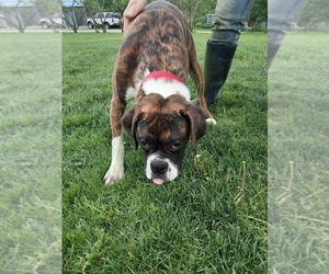 Boxer Puppy for sale in LEETONIA, OH, USA