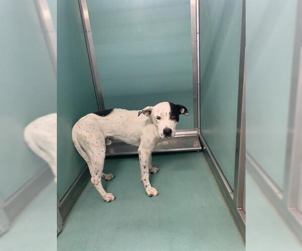 Medium Photo #1 American Pit Bull Terrier-Unknown Mix Puppy For Sale in Moreno Valley, CA, USA