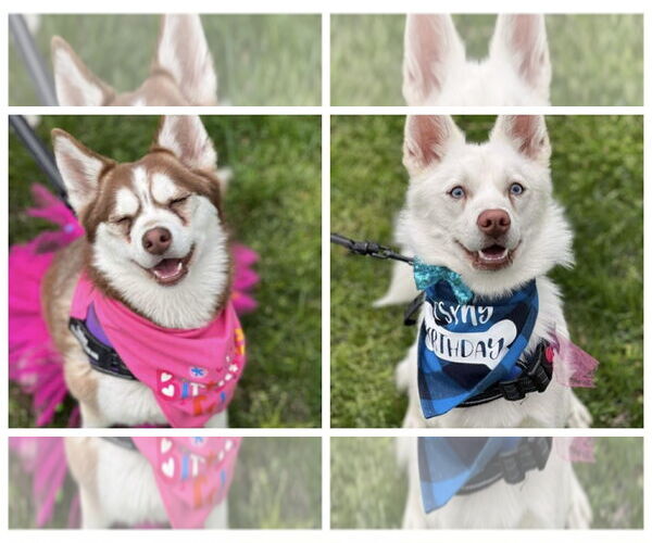 Medium Photo #3 Pomsky Puppy For Sale in Sterling, MA, USA
