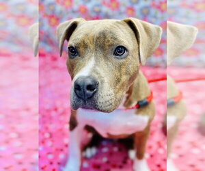 Mutt Dogs for adoption in Jackson , NJ, USA