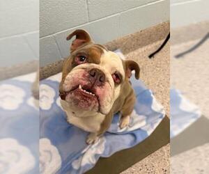 Bulldog-Unknown Mix Dogs for adoption in Brighton, CO, USA