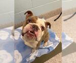 Small Bulldog Mix