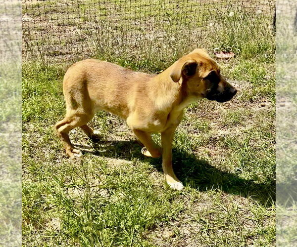 Medium Photo #5 German Shepherd Dog-Unknown Mix Puppy For Sale in Brewster, NY, USA