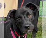 Small #10 Labrador Retriever Mix