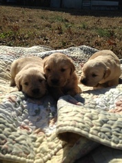 Goldendoodle Puppy for sale in ANTIOCH, TN, USA