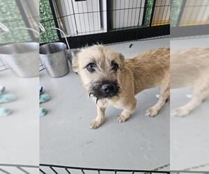 Border Terrier-Unknown Mix Dogs for adoption in Temple, TX, USA