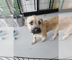 Small Border Terrier Mix