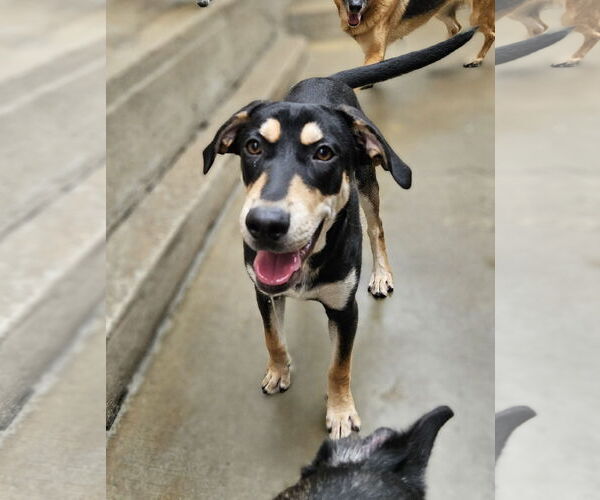 Medium Photo #1 Coonhound-Unknown Mix Puppy For Sale in Chicago, IL, USA