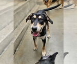 Small Coonhound Mix