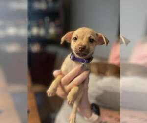 Chihuahua-Unknown Mix Dogs for adoption in Shermans Dale, PA, USA