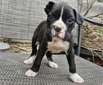 Puppy 7 Boxer