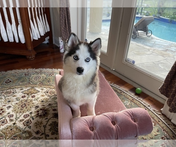 Medium Photo #18 Pomsky-Siberian Husky Mix Puppy For Sale in WINDERMERE, FL, USA