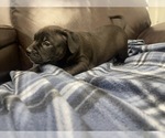 Small Photo #55 American Bully Puppy For Sale in REESEVILLE, WI, USA
