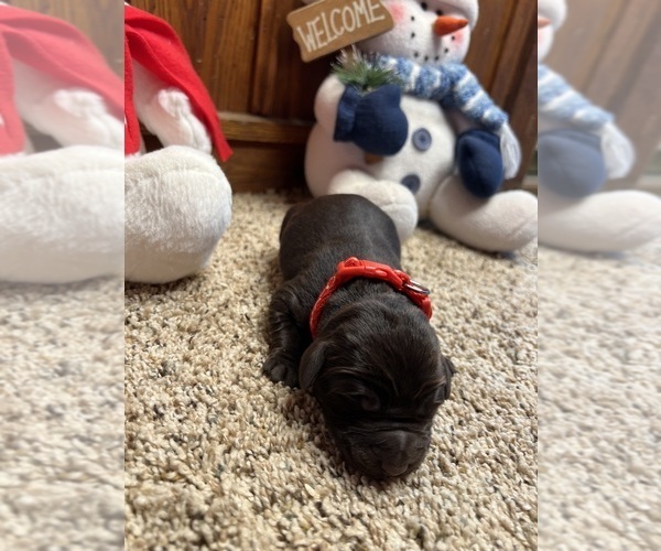 Medium Photo #8 Labrador Retriever Puppy For Sale in NEOLA, WV, USA