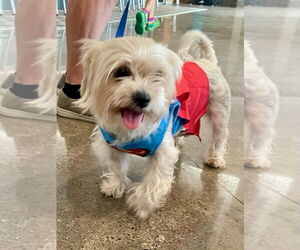 Mutt Dogs for adoption in Plymouth, MN, USA