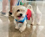 Small Mutt