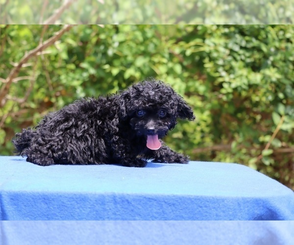Medium Photo #10 Poodle (Toy) Puppy For Sale in DYERSBURG, TN, USA