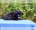 Small #9 Poodle (Toy)